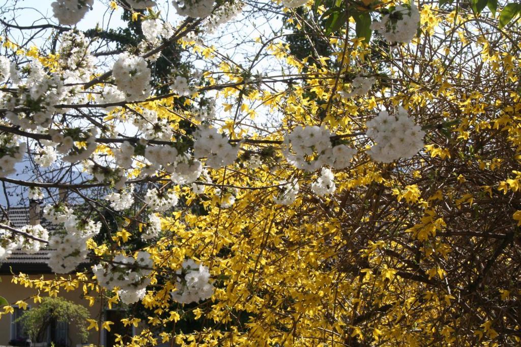 Albergo Garni Villa Moretti Tenno Kültér fotó